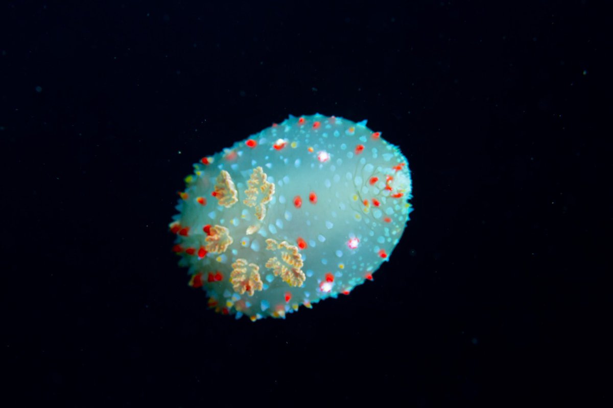 dive_kroon's tweet image. 島根県大田市のビーチにて⛱️
最近ハナデンシャウミウシがめっちゃいる😄チョーレアなはずなのに普通種レベル。