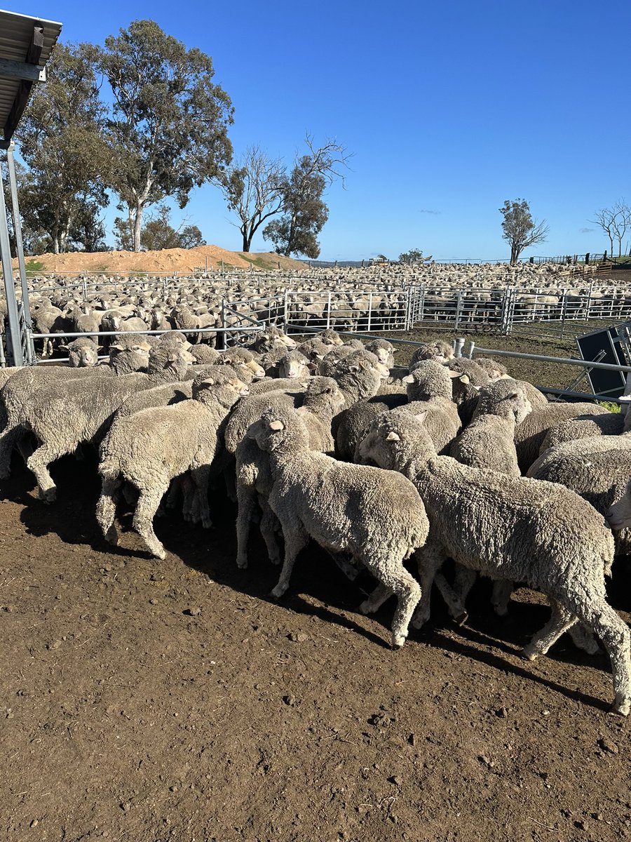 Day 3 AWI + Murdoch Animal Science Industry Tour. Today we visited Emily Stretch, Glenridge and Caluka Farms. Thanks to Nutrien for joining us for a networking night in Albany <a href="/woolinnovation/">Australian Wool Innovation</a>  <a href="/MurdochUni/">Murdoch University</a> <a href="/Thommo_Murdoch/">Andrew Thompson</a> <a href="/EmCharlotteAnn/">Emily Stretch</a> <a href="/GlenridgePark/">Lyn Slade</a> @calukafarms <a href="/AuNutrien/">Nutrien Ag Solutions Australia</a>