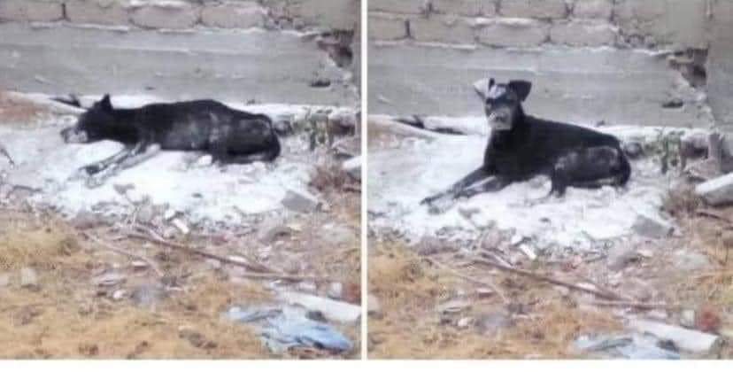 Pensaron que me habían derrotado pero aquí seguimos firmes