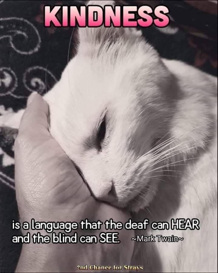 Soulfully Connecting tweet media