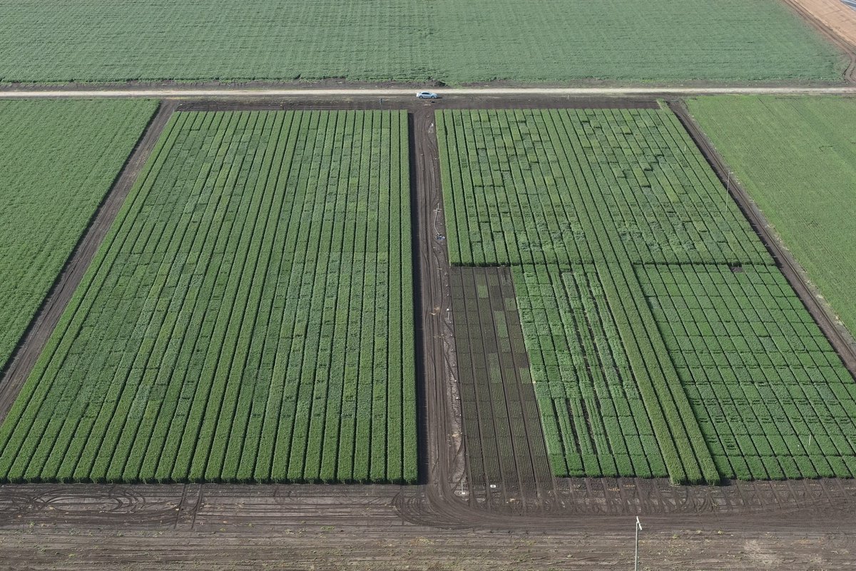 Postdoc opportunity!

We are recruiting a Postdoc with experience in crop modelling as part of our ARC Linkage Project led by A/Prof Karine Chenu with <a href="/agtbreeding/">AGT</a>, which aims to deliver enhanced genomic prediction for changing environments in wheat

seek.com.au/job/69658383