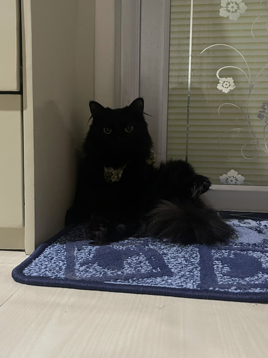 halo aku kucing tweet media