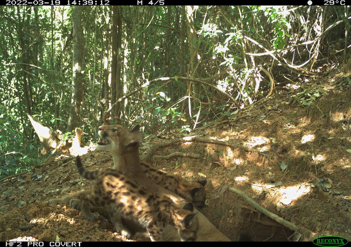 😻Today is #InternationalPumaDay !
To celebrate, here is an amazing camera trap of a puma mum with her cubs which our Giant Armadillo Conservation Program could capture in the Atlantic Forest biome at the entrance of a giant armadillo's burrow!📍🇧🇷 #MataAtlântica #FaunaBrasileira