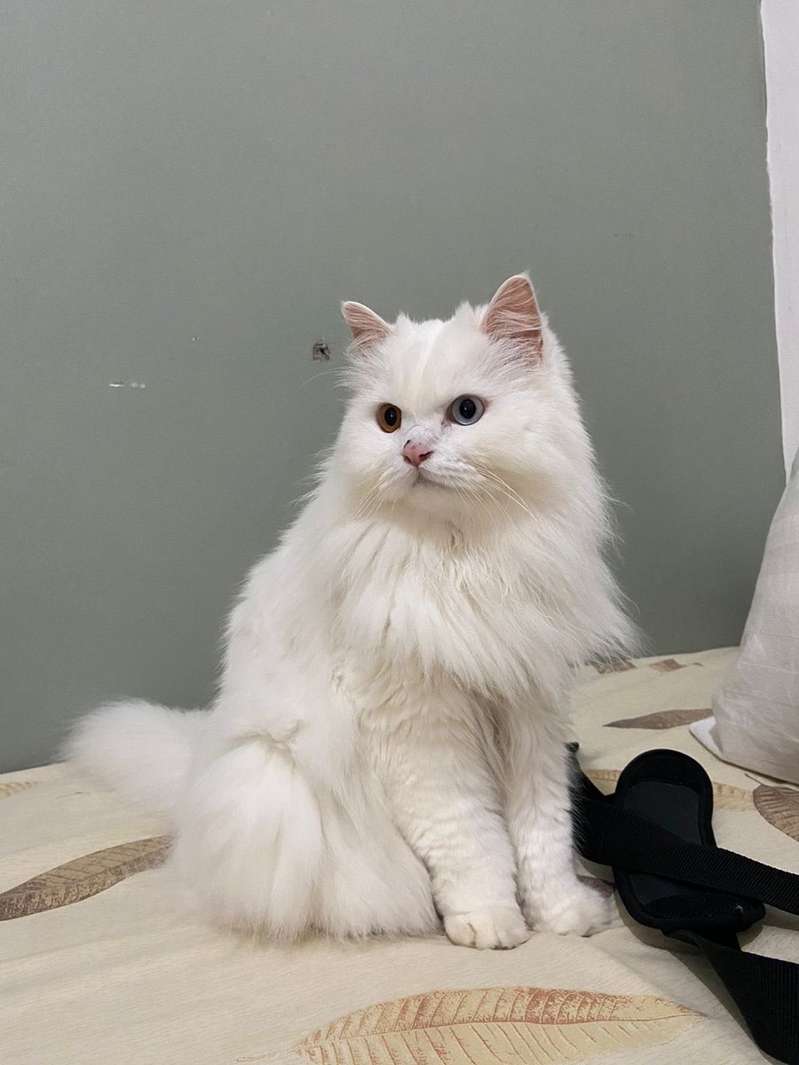 Dudut🐱 tweet media