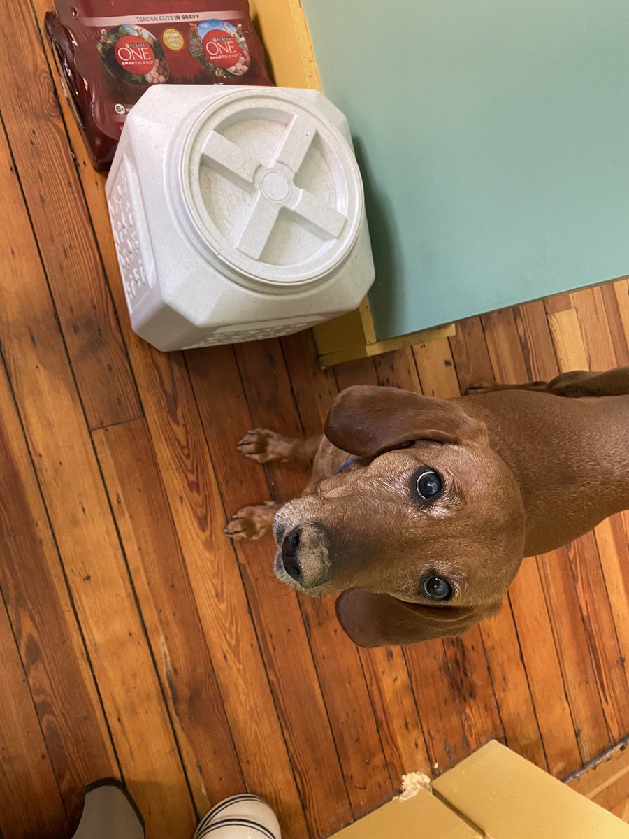 Jen949806's tweet photo. @bunsenbernerbmd Tilly is 12? It’s been a rough year, but more food would definitely help. https://t.co/WYngzKSrTH