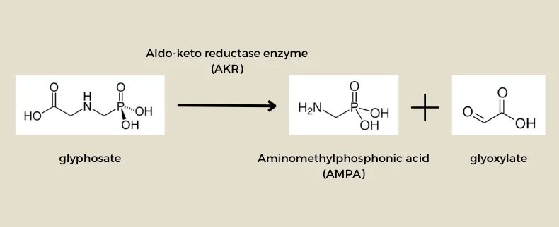 Back in 2019, AHRI researchers confirmed the world's first example of metabolism-based glyphosate resistance. It was in an Awnless Barnyard grass population from WA 🌱 

Now, they've found the same mechanism in annual ryegrass.

Read more ➡️ buff.ly/3RWY376