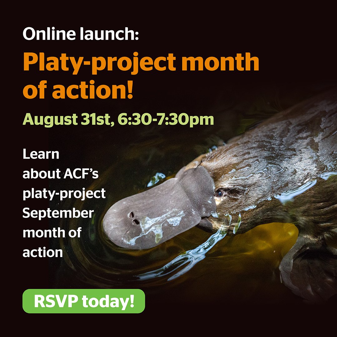AusConservation's tweet photo. Get excited, platy-project month of action is almost here! π
Tonight, weβre kicking off a big month of searching for, and celebrating, the #platypus.π
#platyproject https://t.co/54SncQu5ZF
