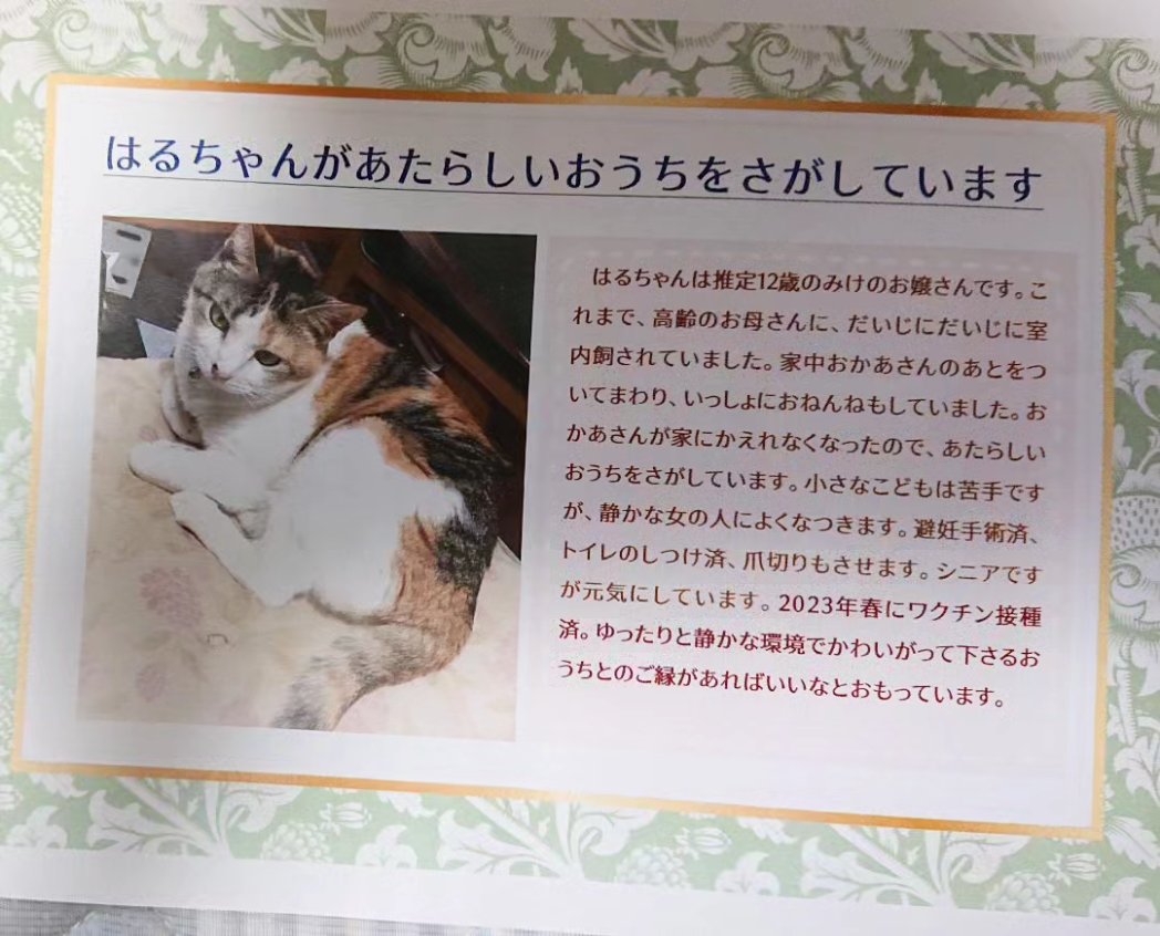 0wNZXKYgcnGhZF3's tweet photo. 🔶拡散希望です🔶

高齢の飼い主さんが亡くなられ、生前お知り合いだった方々がはるちゃんの新しいおうちを探されています。
迎えて下さる方、おられましたら
こちら松猫のDMにご連絡お願いいたします。🙇 https://t.co/PJCkWCFfGj