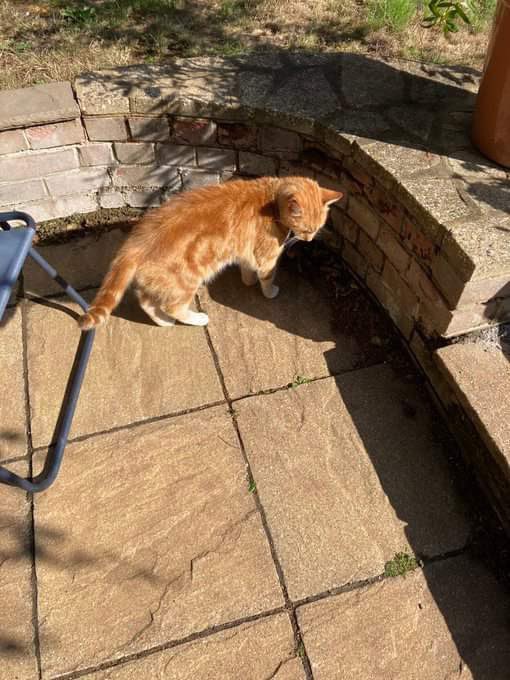 So I am being watched watering the garden 🪴 🐈and so not to escape my Seat is being guarded!