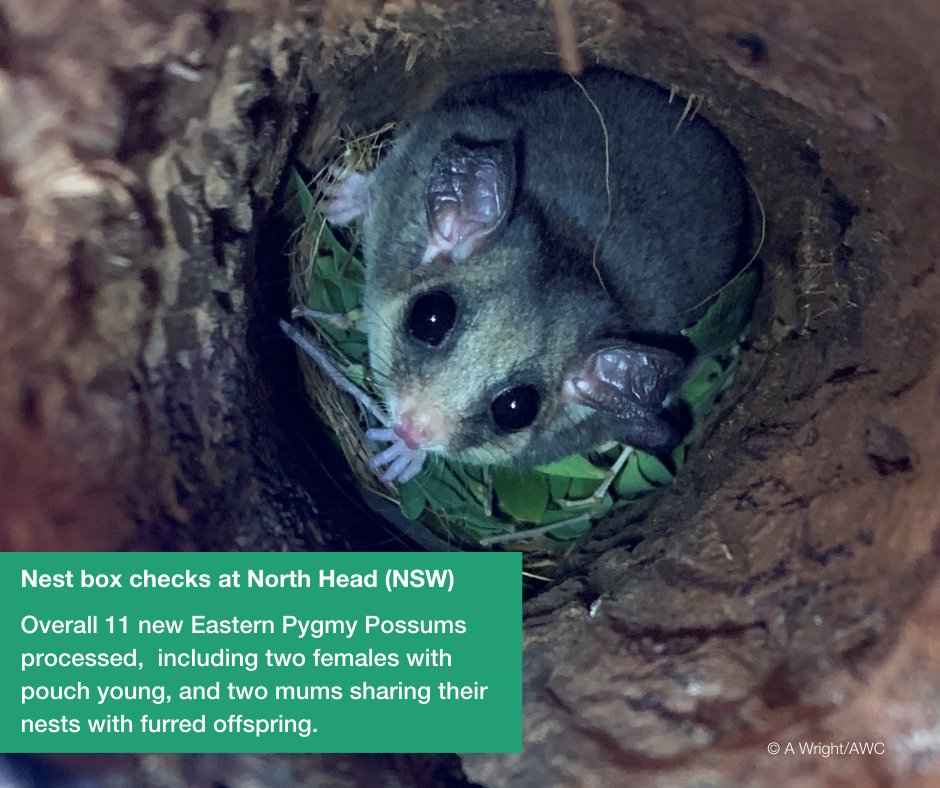awconservancy's tweet photo. Positive conservation stories to end another month π
We're breaking up your newsfeed with a few of the top AWC field stories we shared over the last month.
Which is your favourite story? Let us know in the comments π
#AWC #ConservationOptimisim #AWCInTheField #PositiveNews https://t.co/ITFcfOuF3d