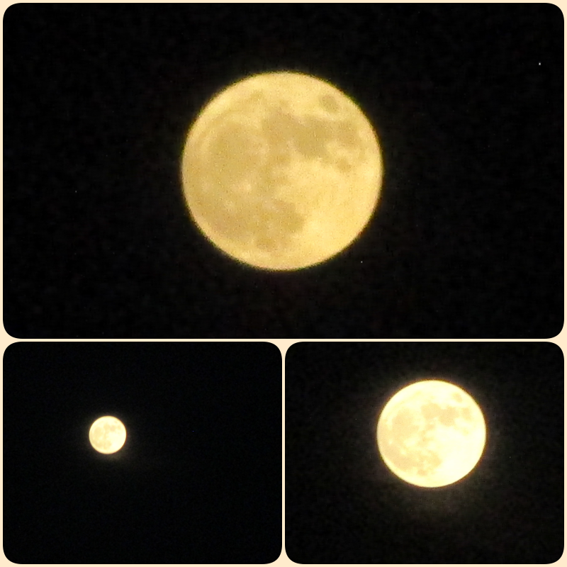 rita_krug's tweet photo. A view of the #supermooon🌕from my backyard this evening (around 8:30pm) ...
#MyPhoto📷#Florida🌴 https://t.co/Sll8JLSPYu