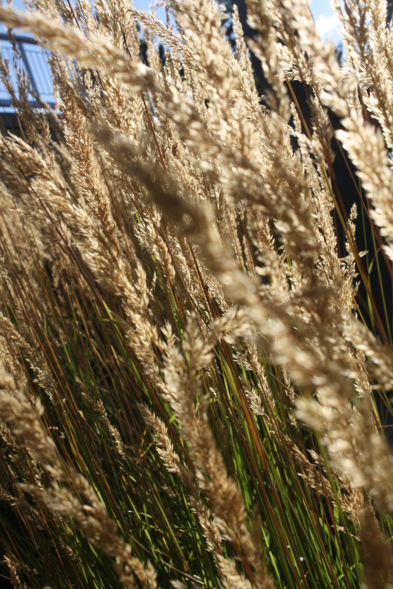 Xie Lian's Ruoye 🍃 tweet media