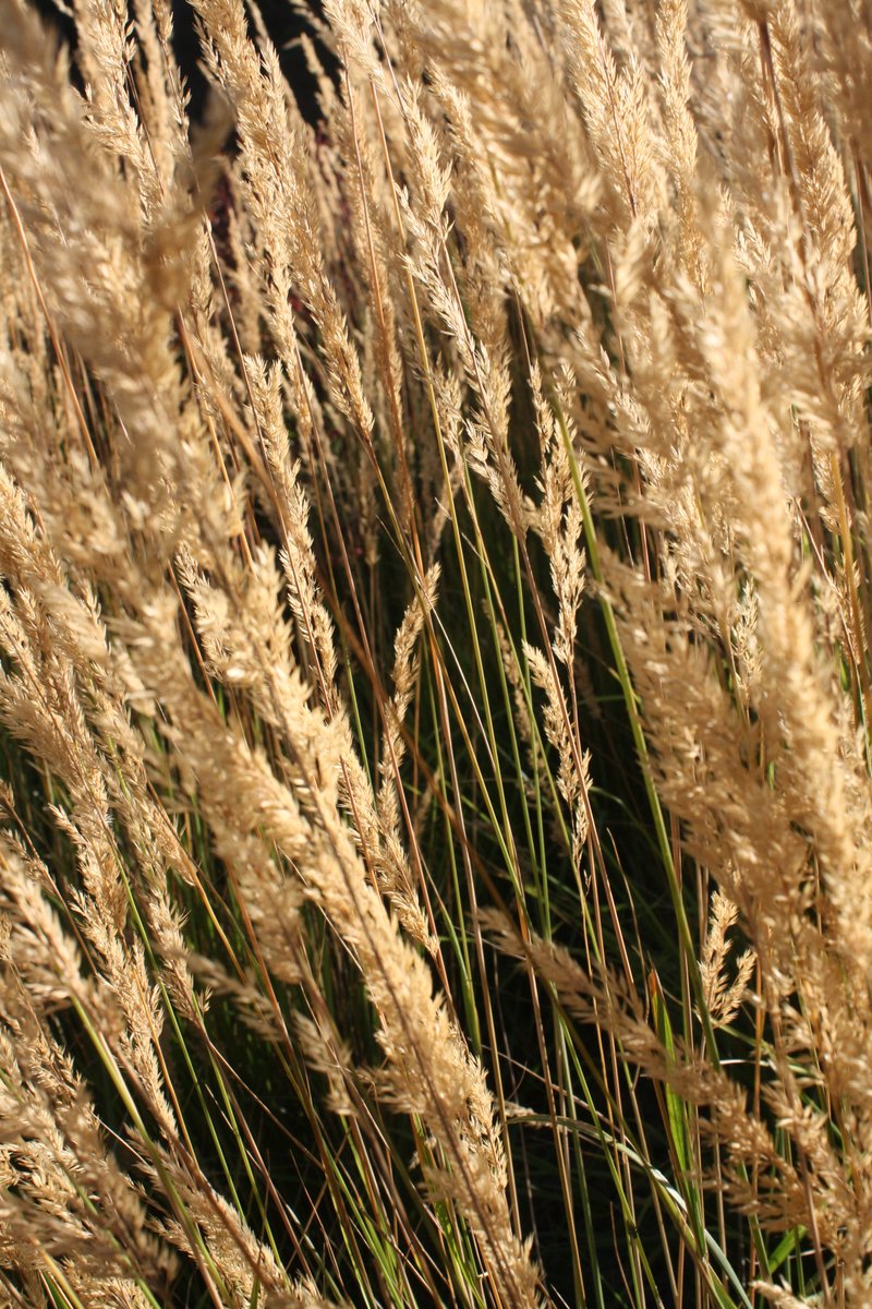 Xie Lian's Ruoye 🍃 tweet media