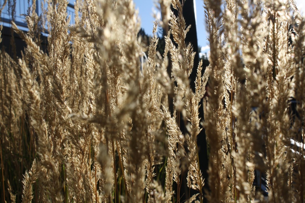 Xie Lian's Ruoye 🍃 tweet media