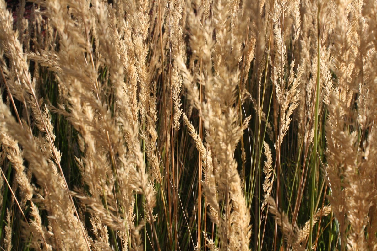 Xie Lian's Ruoye 🍃 tweet media