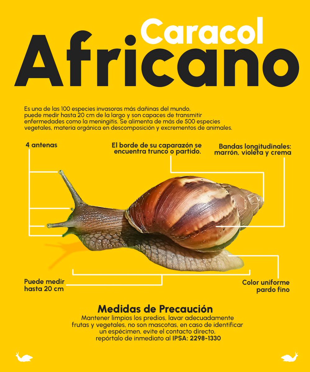 El caracol gigante africano es una especie que puede causar daños a la agricultura y la salud humana. A continuación, te presentamos algunas características y las medidas que debemos tomar para controlar su propagación: 🐌🚨 

Reporta de inmediato 📞 2298-1330

#Nicaragua 🇳🇮