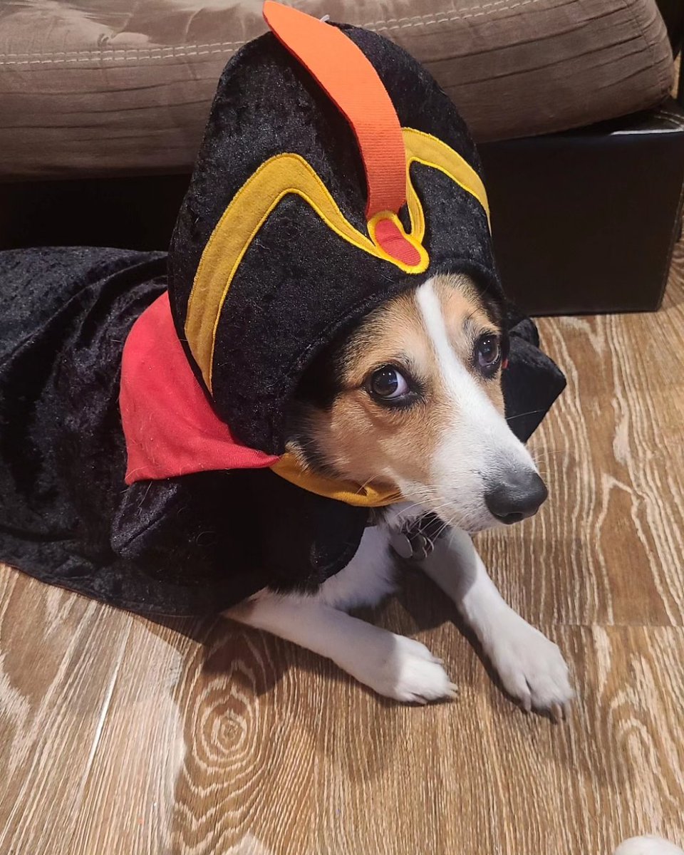jemaginative's tweet photo. If you won't bow before a sultan, then you will cower before a sorcerer! 

#totoro #adventuresoftotoro #miniaussiecorgi #corgi #augi #cute #dog #dogsofinstagram #puppy #adorable #companion #corginia #litdog #derp #doggo #bestdoggo #pupper #pupperino #funpolice #sleepyboi https://t.co/cMTpKeuYl0