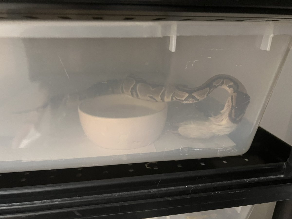 itatiyanaryou's tweet photo. 食欲が旺盛な子ども

#ballpython
 #ボールパイソン https://t.co/OGMhNBWUDP
