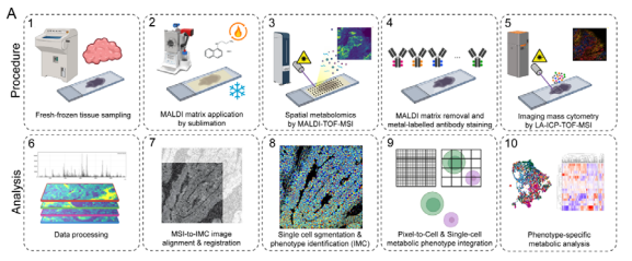 de Miranda Lab (@demirandalab) on Twitter photo Great work by <a href="/Joana_BrasNunes/">Joana Nunes</a> & <a href="/MEIjsselsteijn/">Marieke Ijsselsteijn</a> as we delve into the world of single-cell immune and metabolic profiling using imaging #CyTOF and MALDI-MSI. #Cancer #Immunology #metabolism
biorxiv.org/content/10.110… Great work by <a href="/Joana_BrasNunes/">Joana Nunes</a> & <a href="/MEIjsselsteijn/">Marieke Ijsselsteijn</a> as we delve into the world of single-cell immune and metabolic profiling using imaging #CyTOF and MALDI-MSI. #Cancer #Immunology #metabolism
biorxiv.org/content/10.110…