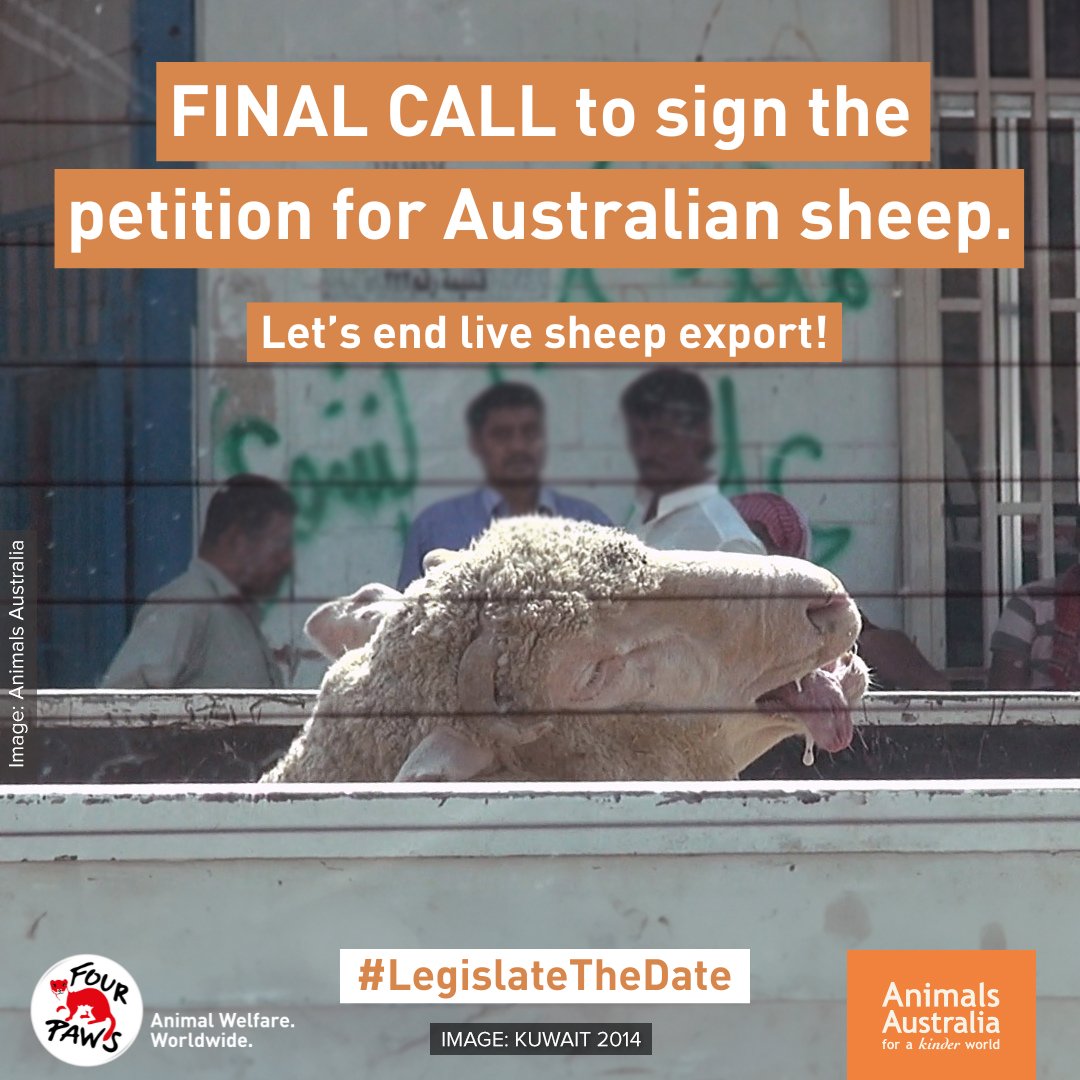 FINAL CALL as the Parliamentary Petition to #LegislateTheDate ends tonight. ⚠⏳

Sheep do not deserve this, but the small live sheep export traders are fighting to keep the cruel sheep trade open.

Sign and share the petition to #BanLiveExports NOW ➡ rspca.au/5TXEvp ✍