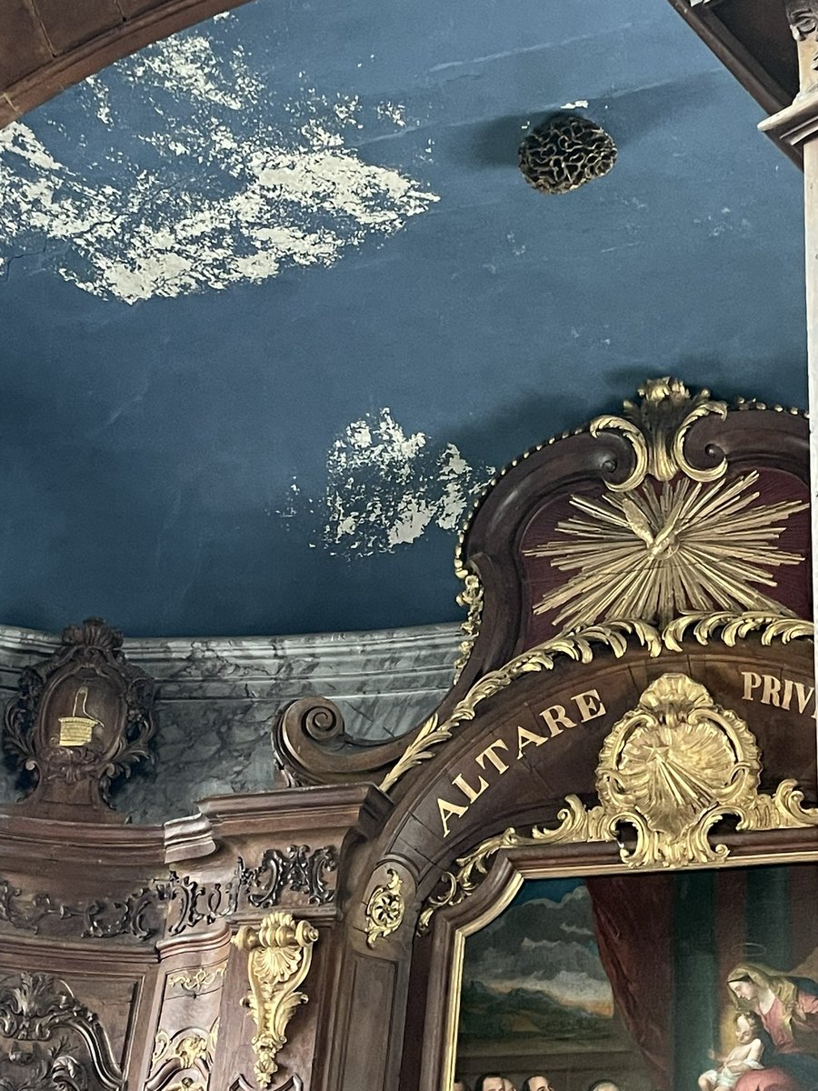 Giant morel mushroom sculpted on the chapel ceiling of l’Abbaye de Valloires

12th C Cistercian monks were said to have chosen the spiritual site for its wealth of mushrooms🍄