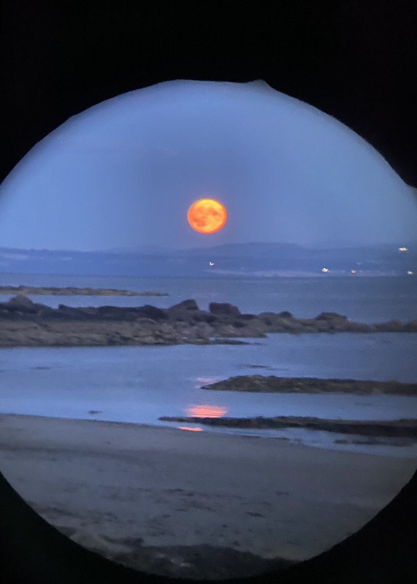 The MonkeyPuzzleTree tweet media