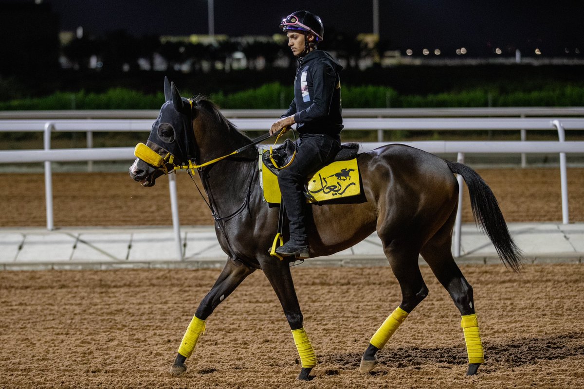 📸 الجياد المرشحة لكأس الملك فيصل للخيل العربية 'مصنّف' لـيوم السبت القادم، أثناء التمارين الصباحية .. 🔸نديم الملوك الخالدية 🔸فوو دي بين 🔸فيزير 🔸ركود الانصاري #كأس_الملك_فيصل #نادي_سباقات_الخيل #موسم_سباقات_الطائف