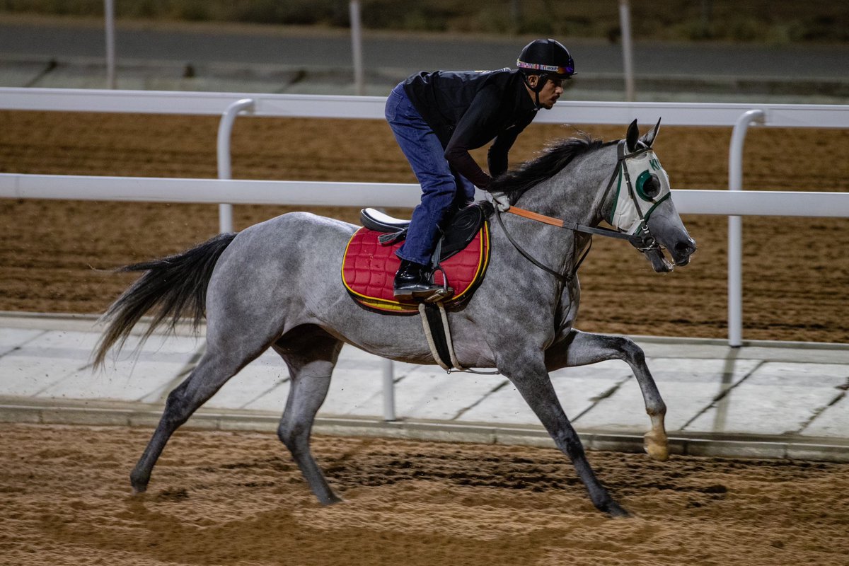 نادي سباقات الخيل tweet media