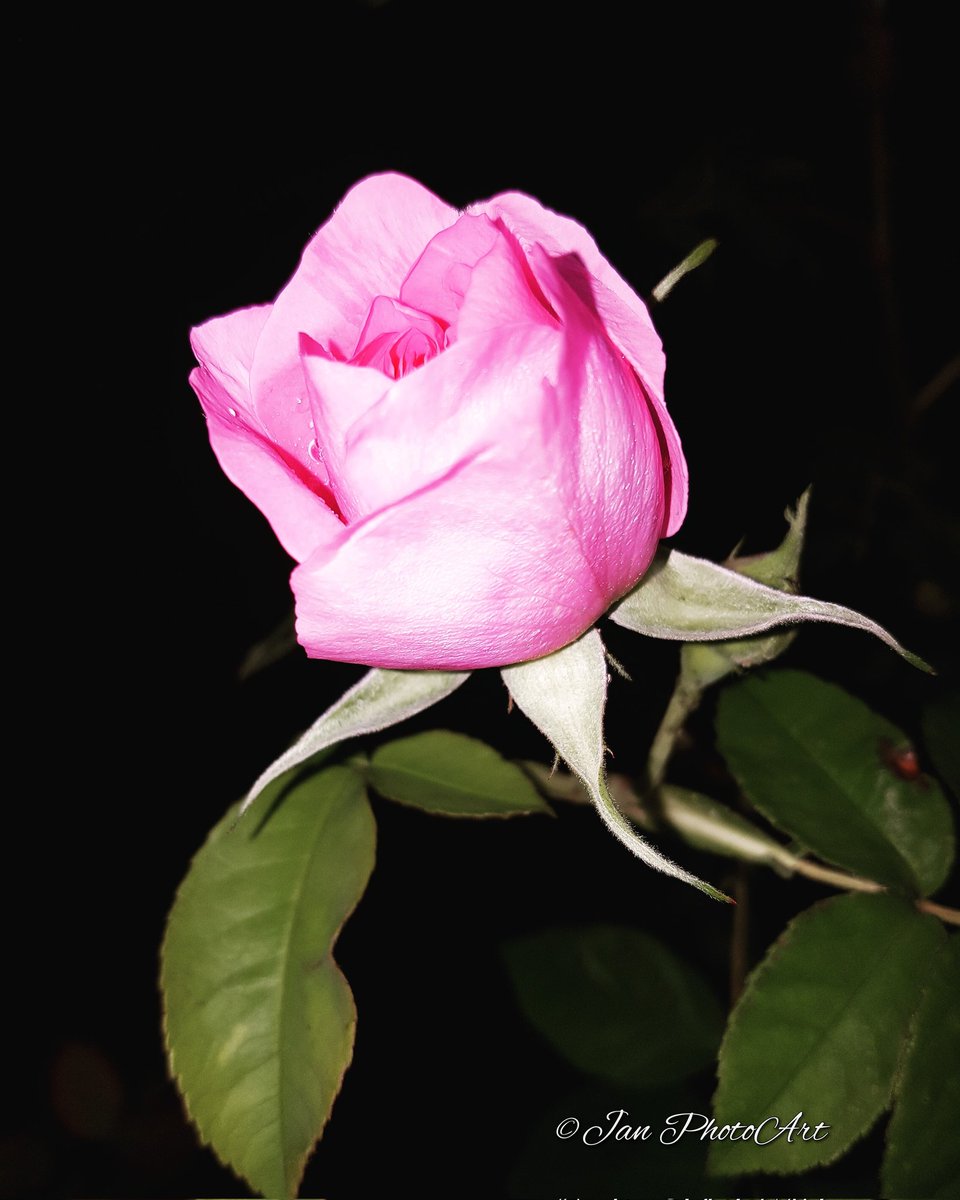 Guten Morgen liebe Freunde der Nacht ☕🤗☕ Habt alle einen schönen Tag !