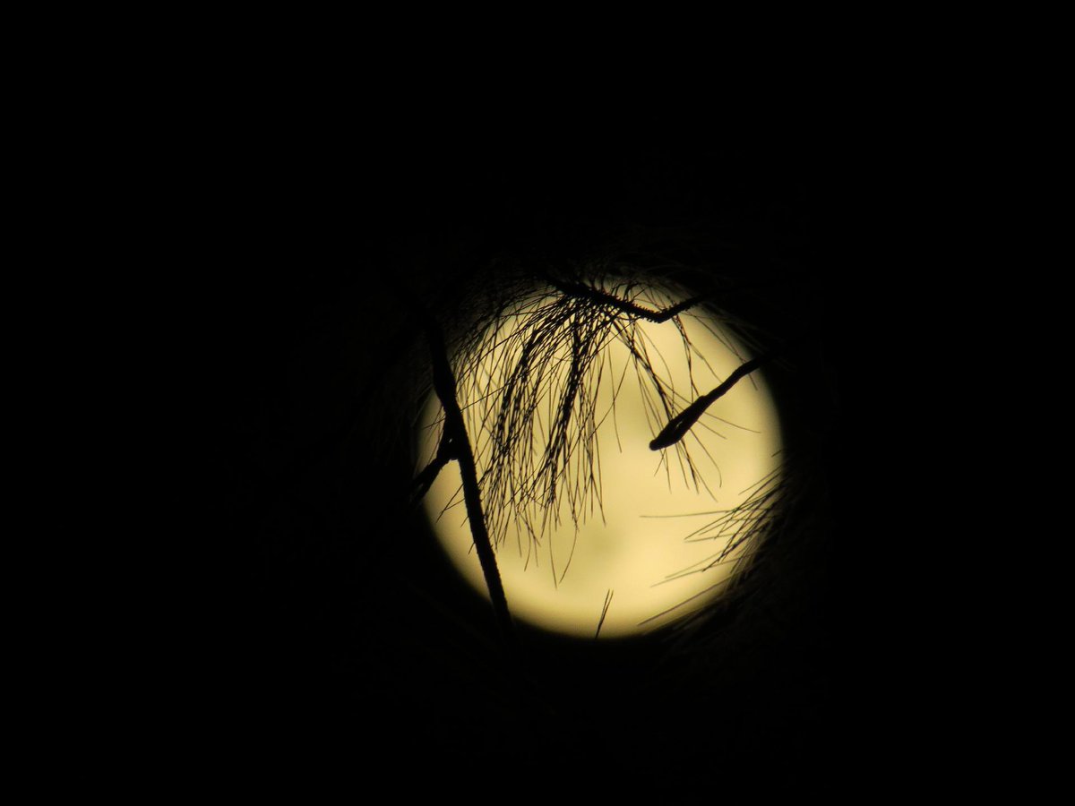 Flame5NFT's tweet photo. Some of my moon pics …
#Blue_Moon #photograghy #moonshots https://t.co/cPohoL5HB8