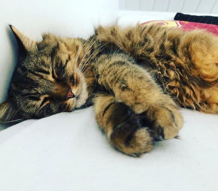 jeremyWulc's tweet photo. Manhattan 15 ans aujourd’hui… passe son temps à dormir la journée et à me mettre ses moustaches dans mes oreilles la nuit ! ♥️♥️♥️ #chat #cat #lovecats #manathan #miaou #amour #bebe https://t.co/ZByq7494G8