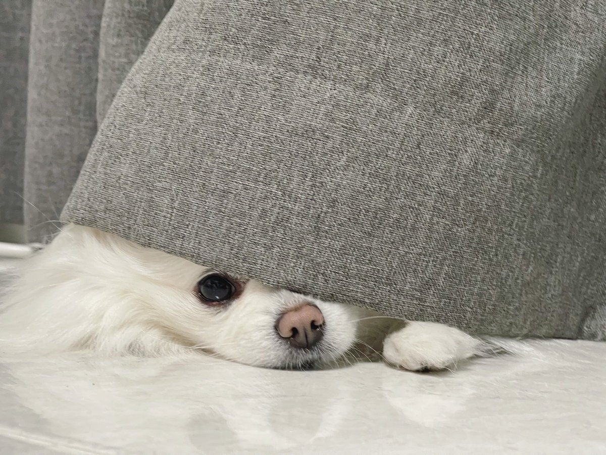 cabechee's tweet photo. うつぶせになるのが好き。 #子犬 #ポメラニアン #puppy #dog #pomeranian #bert https://t.co/UkRmtV82Al