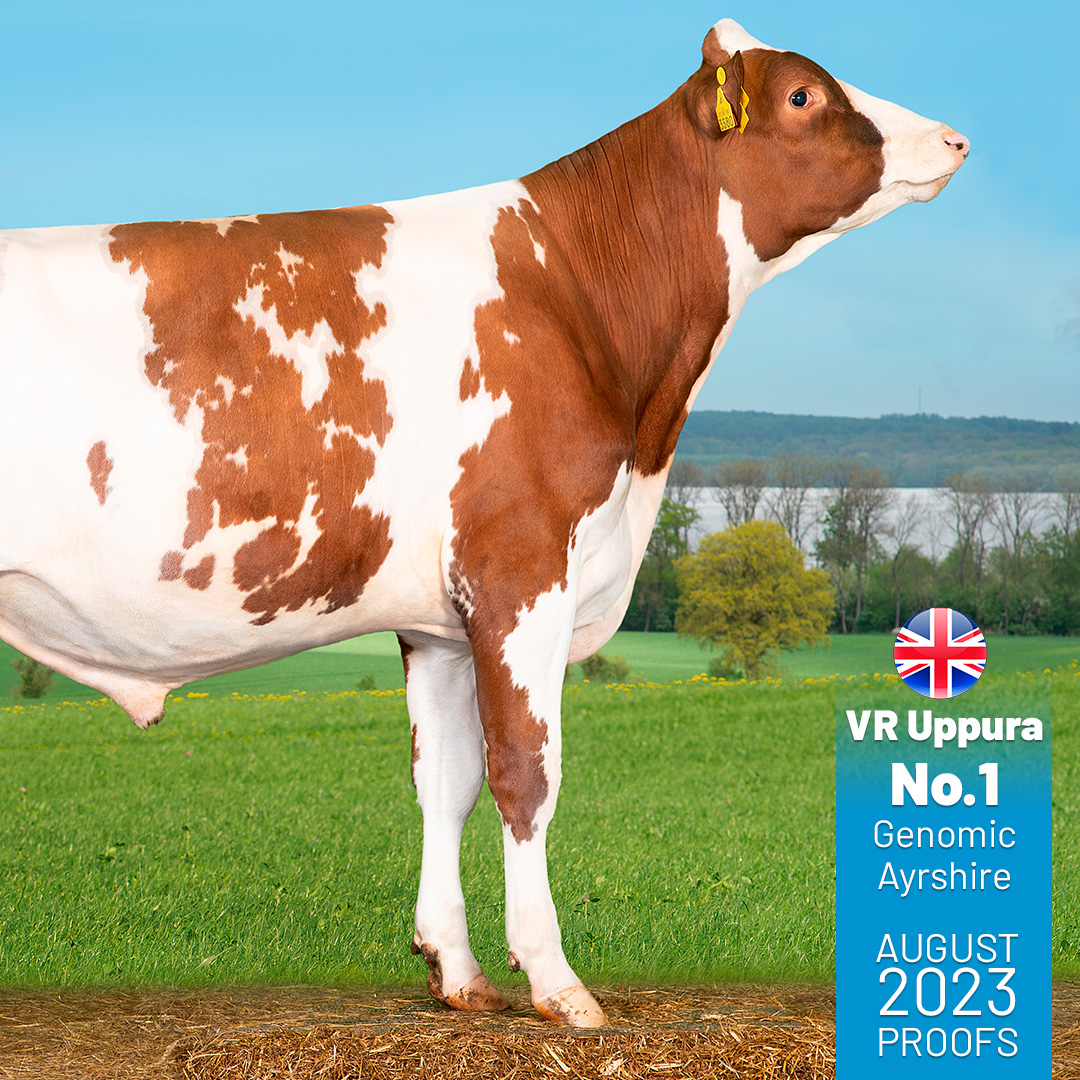 VikingGenetics UK tweet media