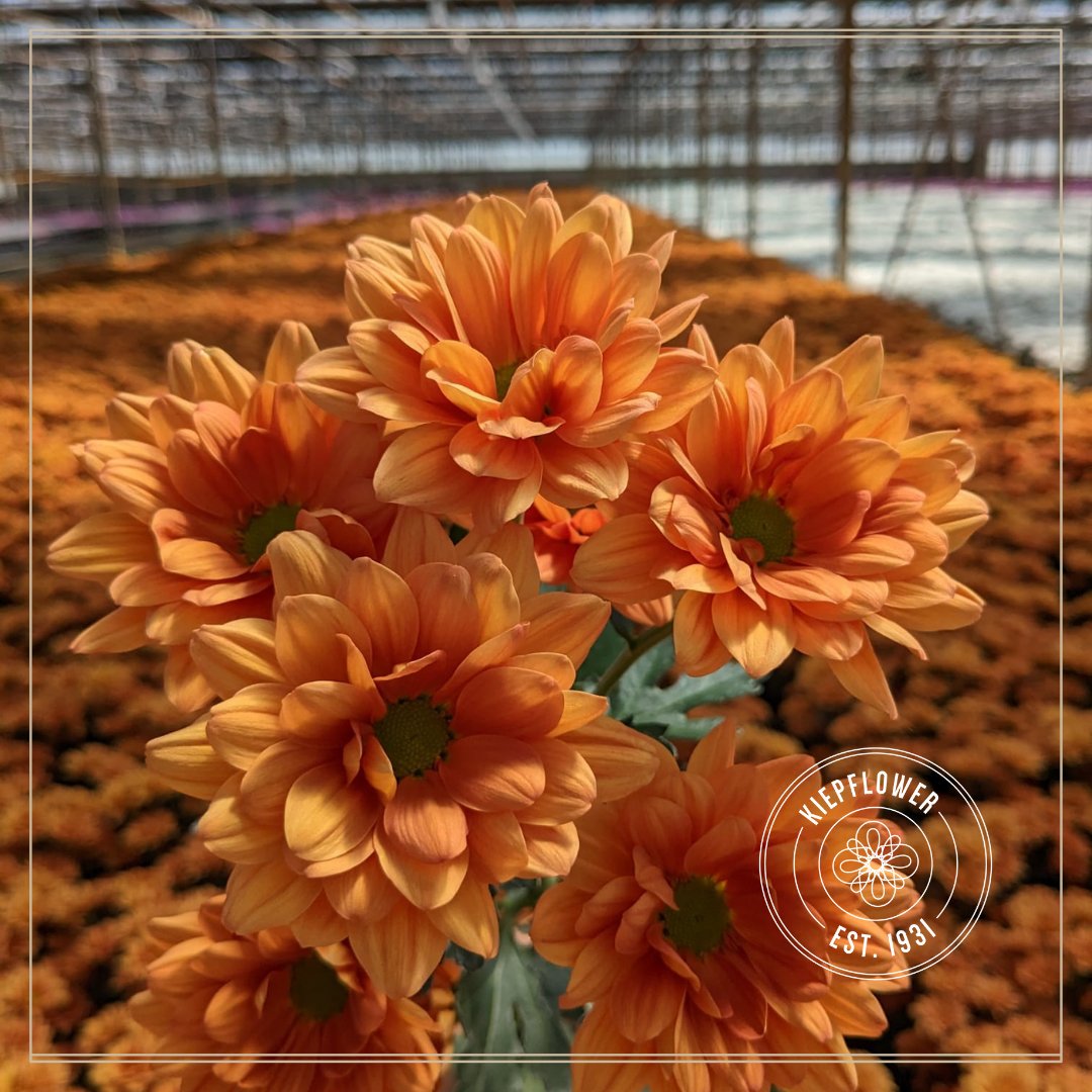 Midnightsun 🧡 Named after a natural phenomenon in which there is a beautiful orange glow. Like the midnightsun, this chrysanthemum has a beautiful orange colour.

🌱<a href="/Deliflor/">Deliflor Chrysanten</a>

#chrysanthemums #naturally #midnightsun #orange