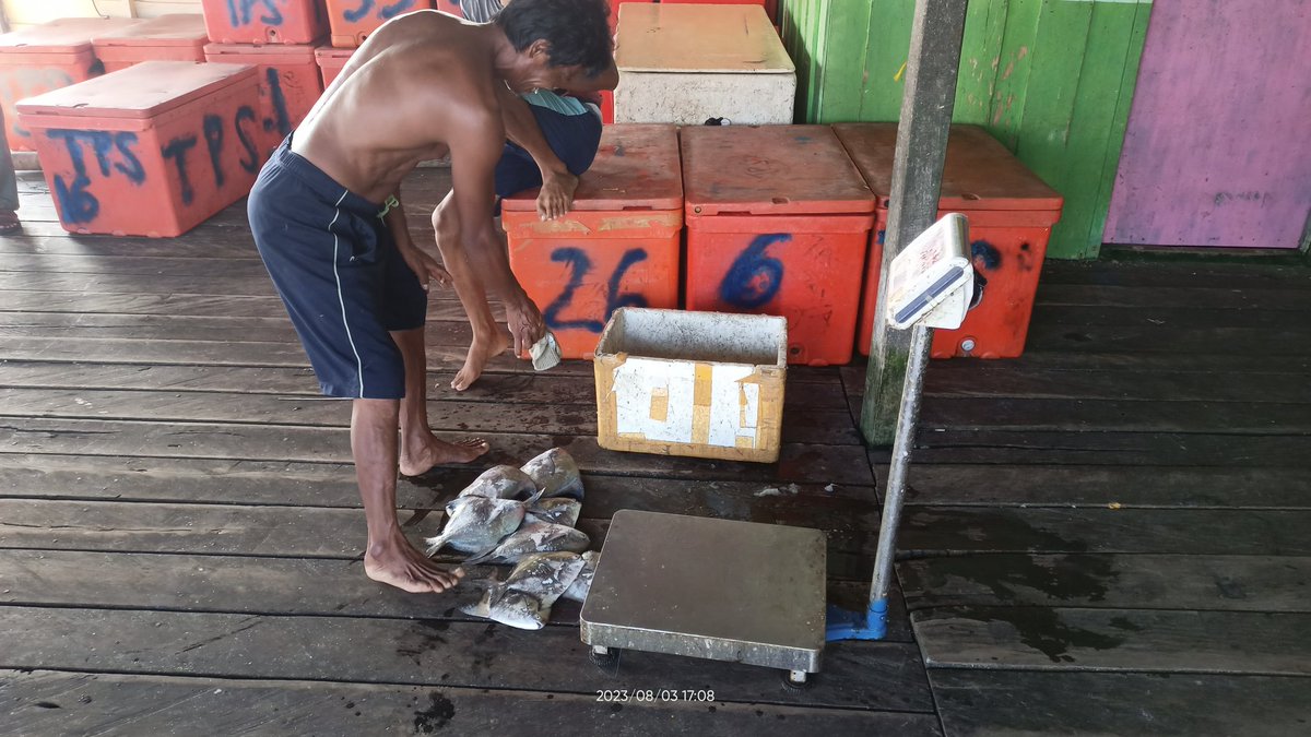 arioam17's tweet photo. Kamis (03/08),Ario Anggara,Luhkan Tarakan,di KUB Mega Bawal,Kel. Mamburungan,melaporkan hasil tangkapan Bawal Putih &amp; Hitam (Size),dengan API Gillnet,sebanyak 5Kg Harga 300rb/kg &amp; Campuran 2Kg Harga 25rb/kg
#GiatLuhKanSatminkalBPPPBitung #PusLatLuh #BPPPBitung #Tarakan #Tangkap https://t.co/aIn7zZ9xQ8