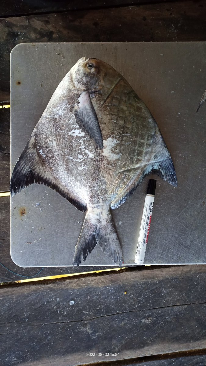 arioam17's tweet photo. Kamis (03/08),Ario Anggara,Luhkan Tarakan,di KUB Mega Bawal,Kel. Mamburungan,melaporkan hasil tangkapan Bawal Putih &amp; Hitam (Size),dengan API Gillnet,sebanyak 5Kg Harga 300rb/kg &amp; Campuran 2Kg Harga 25rb/kg
#GiatLuhKanSatminkalBPPPBitung #PusLatLuh #BPPPBitung #Tarakan #Tangkap https://t.co/aIn7zZ9xQ8