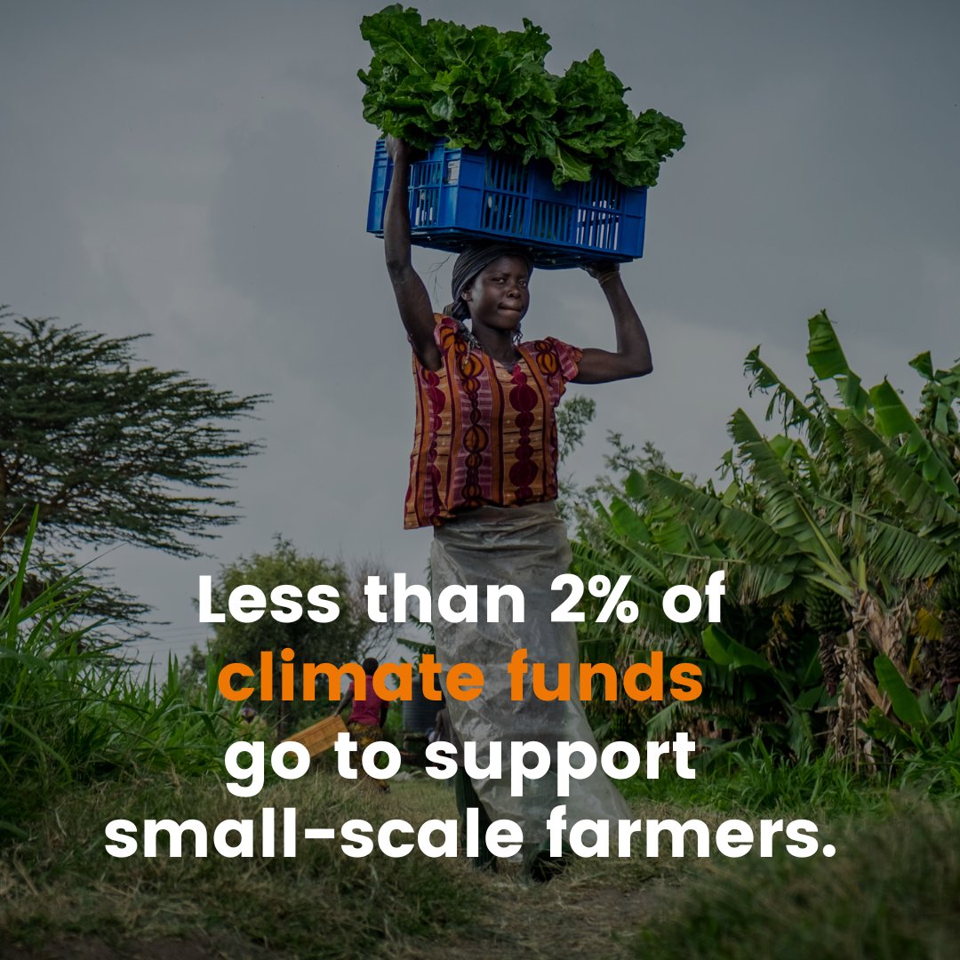 🚨Did you know that less than 2% of #climateadaptation funds trickle down to smallholder farmers? African farmers are no exception. Ahead of the #AfricaClimateSummit, we must prioritise those who produce the #food & provide them with tools to survive and thrive.…