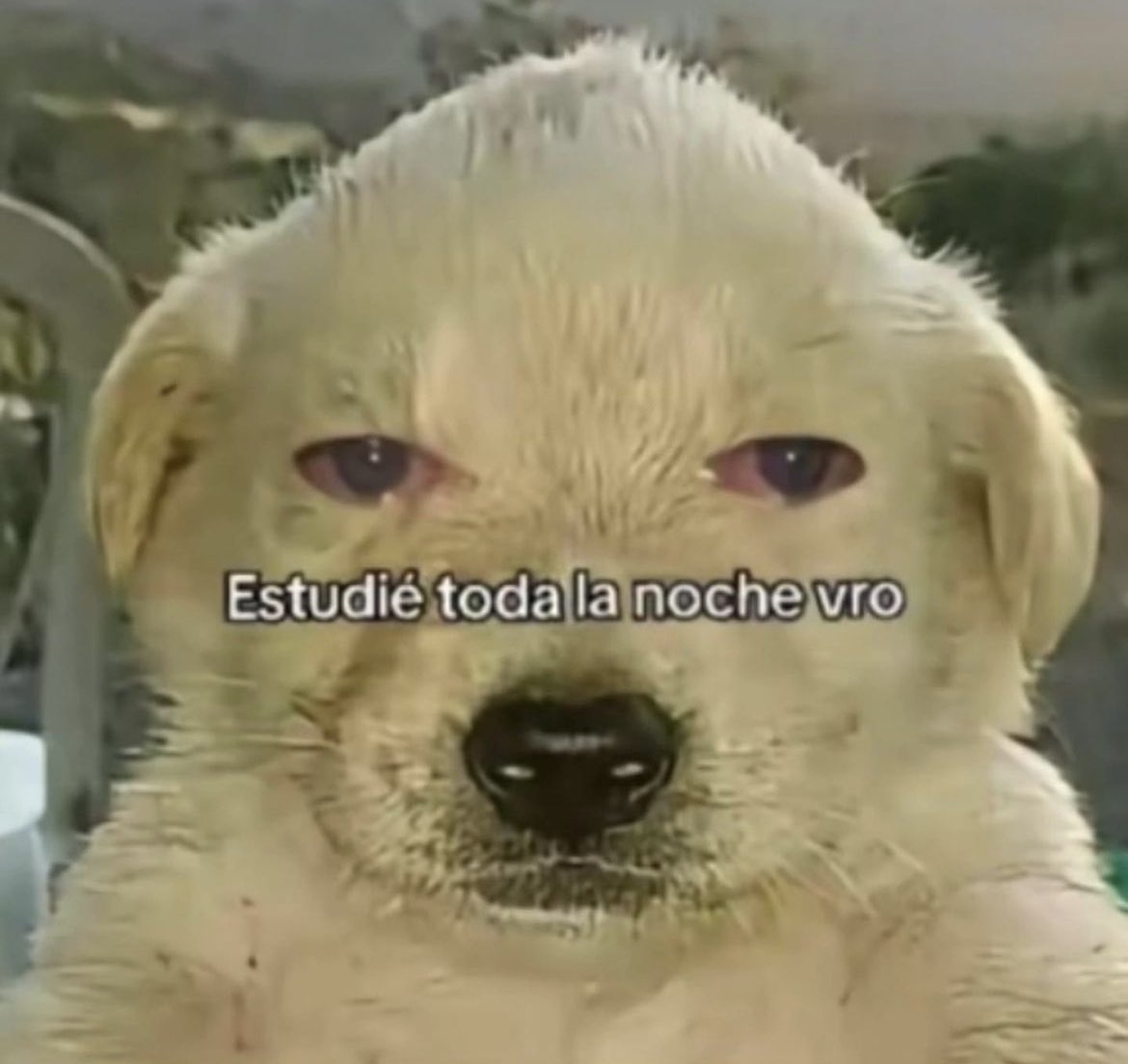 foo_chacha's tweet image. 