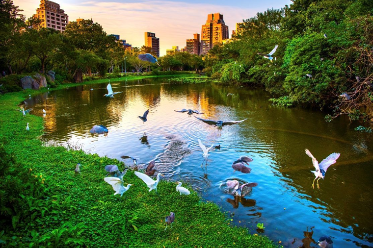 TaiwanHoy's tweet photo. El parque forestal Daan大安森林公園 en la ciudad  #Taipéi es un lugar ideal para un paseo nocturno mientras la vista y los relajantes sonidos de las aves🦆 y los insectos relajan tanto el cuerpo como el espíritu. 

📼Foto cortesía del Gobierno de la Ciudad de Taipéi #TaiwanIsOpen https://t.co/tHMExzP42h