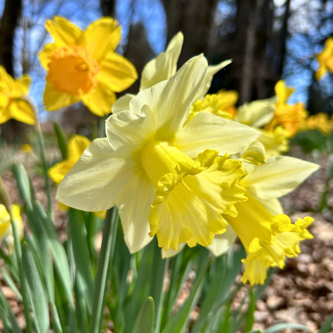UQ CRExPAH (@crexpah_uq) on Twitter photo Today is 🌻#DaffodilDay 🌻
Funding research and support for 160,000 Australians diagnosed with cancer each year.
<a href="/CancerCouncilOz/">CancerCouncilOz</a> <a href="/CCQld/">Cancer Council Queensland</a> Today is 🌻#DaffodilDay 🌻
Funding research and support for 160,000 Australians diagnosed with cancer each year.
<a href="/CancerCouncilOz/">CancerCouncilOz</a> <a href="/CCQld/">Cancer Council Queensland</a>
