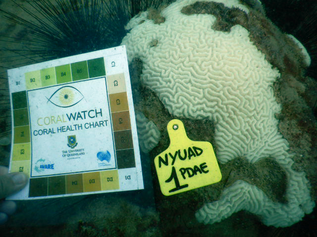 Our researchers are closely monitoring the health of our local coral reefs during this bleaching event. 🤿🌡️

Have you witnessed coral bleaching in our area? Share your photos and observations with us. 📸💬

#CoralBleaching #OceanConservation #CommunityScience