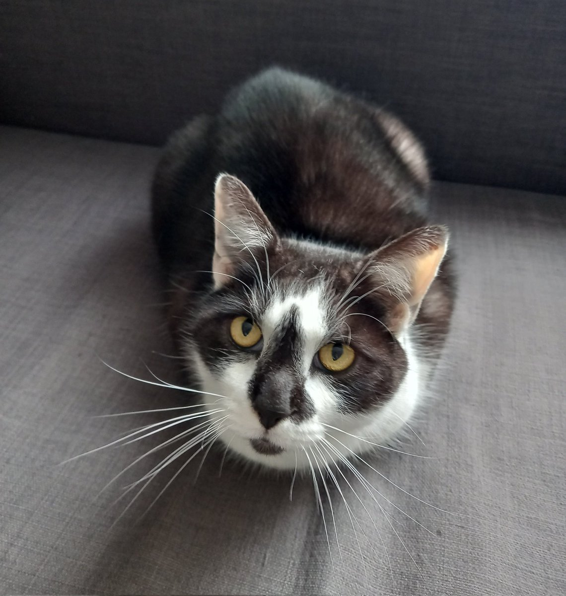 Hobbies include being a breadloaf. #CatsOfTwitter