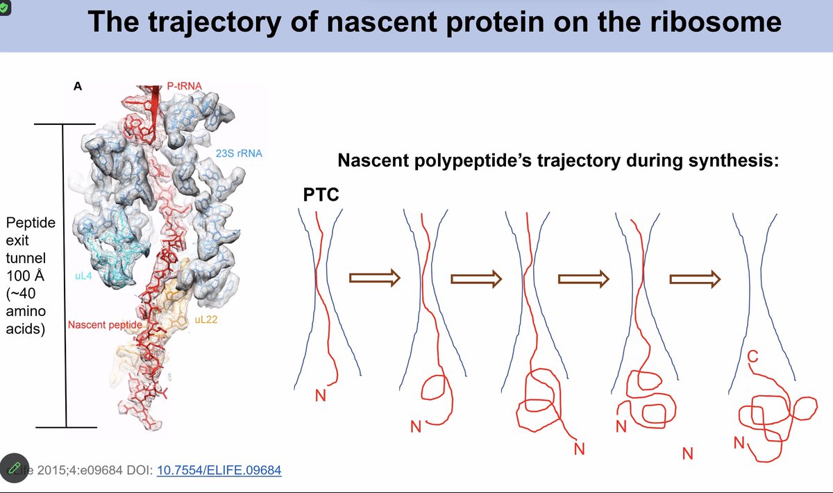 Sandhya Koushika (@wormlockholmes) on Twitter photo How is translation coupled to protein folding? C-terminal 30-40 amino acids stay in the ribosome tunnel in an unfolded state while the N-terminal undergoes folding. Debasis Das <a href="/DDlab_tifr/">Debasis Das Lab</a> <a href="/TIFRScience/">Tata Institute of Fundamental Research</a> has developed an in vitro assay to study this problem. #DBS60 How is translation coupled to protein folding? C-terminal 30-40 amino acids stay in the ribosome tunnel in an unfolded state while the N-terminal undergoes folding. Debasis Das <a href="/DDlab_tifr/">Debasis Das Lab</a> <a href="/TIFRScience/">Tata Institute of Fundamental Research</a> has developed an in vitro assay to study this problem. #DBS60