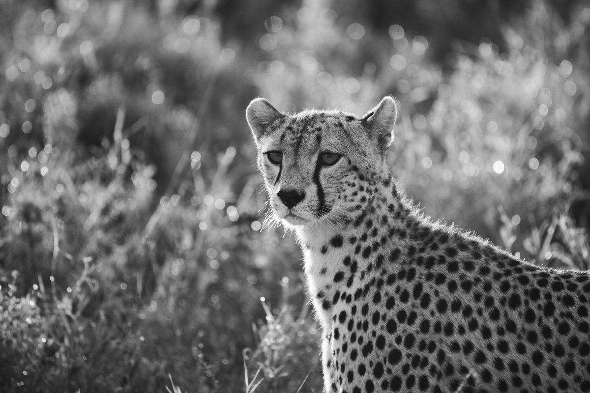 bownaankamal's tweet photo. Gorgeous Matilda | Serengeti | Tanzania
#planetearth #big5 #africanature #wildlifeplanet #bhfyp #serengeti #earthfocus #bestanimal #world_bestanimal #natgeo #wildphoto #cheetahs #majestic_wildlife 
@NikonIndia
@OPOTY
@NatGeoIndia
@WWTworldwide
@NatureIn_Focus https://t.co/fCv9bolJKq