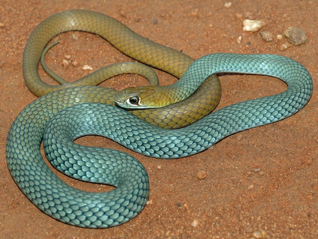 Particle WA tweet media