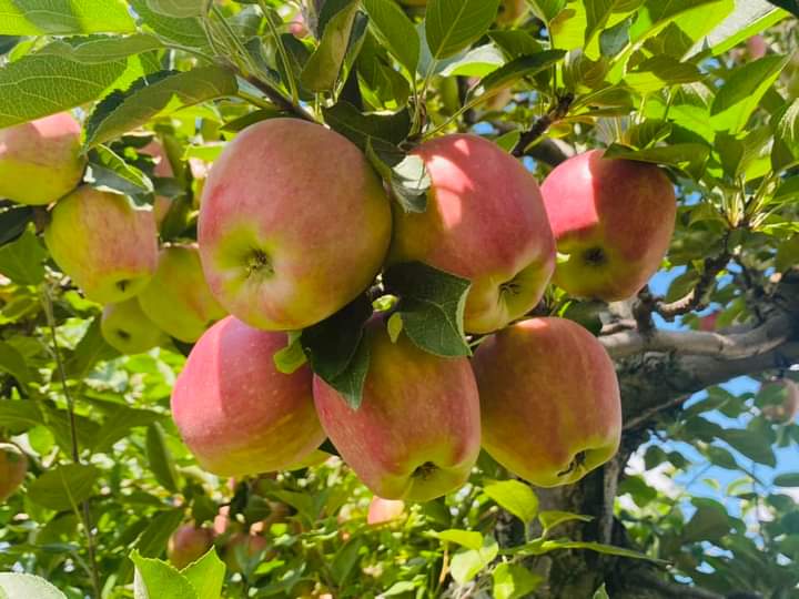 Samantha0797's tweet photo. It's the time of the year again and missing home much for these.👇🏻

#ApplePickingTime 🍎🍏

Credits to my mom for these.👇🏻😊 https://t.co/0B9IBQ4epc