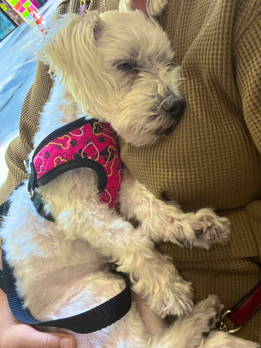 Me thinkz hoomom overestimated my old lady energy 😅 so tired!  😴 quick nap while they buzy chitchatting 😆