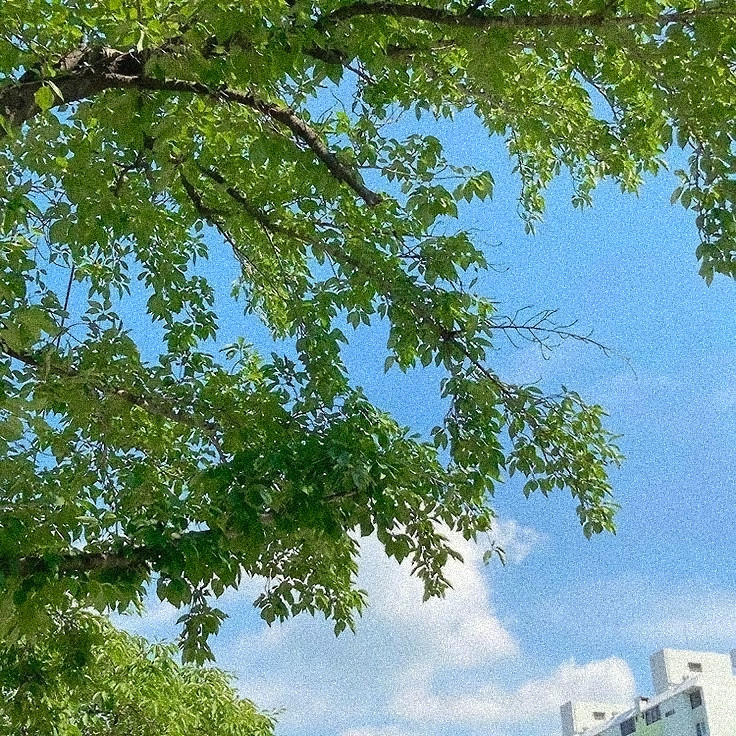 sormmjlra's tweet image. green views 💚

a thread..