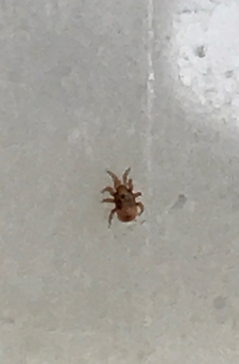 If Its Not Fleas or Bed Bugs, It Could Be Bird Mites Biting You!  goo.gl/Vx8fUT

#fleas #bedbugs