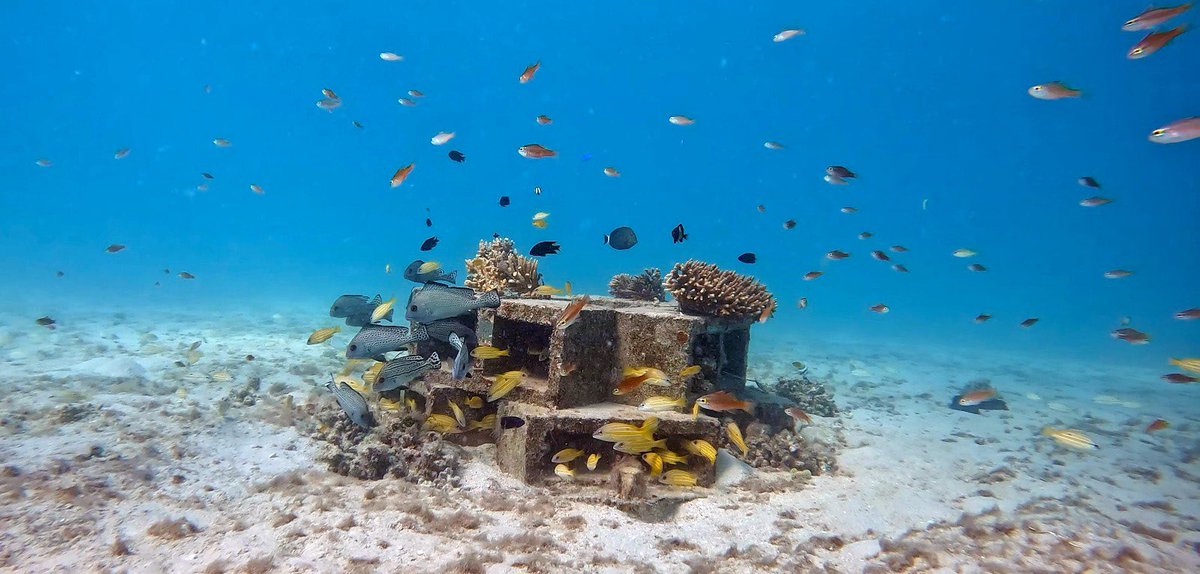 Rohan Brooker (@rohanbrooker) on Twitter photo Interested in fish-coral interactions and reef resilience? Join our great team <a href="/aims_gov_au/">Australian Institute of Marine Science</a> Only a few days left to apply:
aims.gov.au/about/careers-… Interested in fish-coral interactions and reef resilience? Join our great team <a href="/aims_gov_au/">Australian Institute of Marine Science</a> Only a few days left to apply:
aims.gov.au/about/careers-…